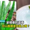 家裡養的蘆薈可以直接塗在臉上嗎？蘆薈膠是什麼做的？