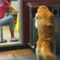 店員被這隻每天翻垃圾桶黃金獵犬氣壞了，正要把它趕走的時候，才發現暖心的真相！&狗狗太孤單了！它決定逃離後院尋找自己的摯友