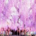 紫色花海隧道好夢幻！日本五大紫藤花景點!台灣萬坪紫藤咖啡園春日野餐好去處