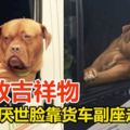 獒犬厭世臉靠貨車副座　走紅升當倫敦吉祥物