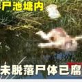 數日大男嬰浮屍池塘內臍帶未脫落屍體已腐爛