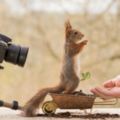 這個人默默拍了松鼠照片4年，直到最近終於和它們混熟換松鼠自願幫他拍照了！