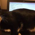 網友發現比勒索病毒更可怕的貓咪病毒，電腦一中標就完全沒救了！