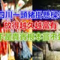 中國四川一頭豬掛懸樑30年，放得越久越富有，不是貴賓根本嘗不到