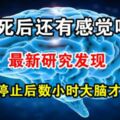 人死後還有感覺嗎？最新研究發現心跳停止後數小時大腦才死亡