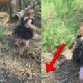 媽媽帶16個月大女兒去公園玩，看照片才發現「女兒差點就不在世上了」！