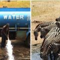 為了讓動物有水喝！　「非洲暖男」每天開車運水　不想再看到有生命消失