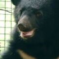 「比貓熊更珍貴」 台灣黑熊登上CNN頭條 黑熊媽媽籲正視瀕臨滅絕困境