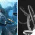 傳說海怪現身？美國深海首次目睹「巨型章魚」　科學家驚喜：有夠大隻！