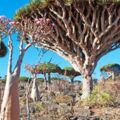 神秘島隔絕2千年樹如飛碟會流血