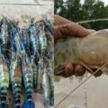 泰國「鬧蝦災」，1隻蝦比巴掌大，求救中國，吃貨看了：幫不了！