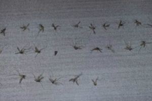 這一招「只花2元就能一夜通殺千隻蚊子」，試過一次後家裡再也沒有看過有蚊子出現了！