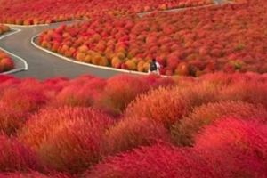 很治癒！這個秋天一定要看的日本5大美景