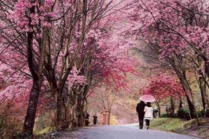 媲美日劇夢幻場景的「武陵農場櫻花季」詳盡攻略，一定要學起來才能看到最美的櫻花！