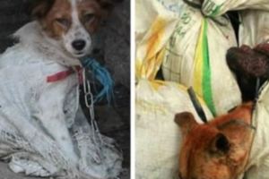 狗狗看著同伴被砍頭！印尼興起「吃狗肉的風潮」，攝影師拍下的現場照片沒人敢直視…