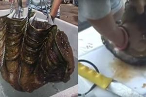 兩個女孩捕獲「世界上最大的鮑魚」！他們拿刀切開裡面，用力一抓！下一秒全家人徹底失控！