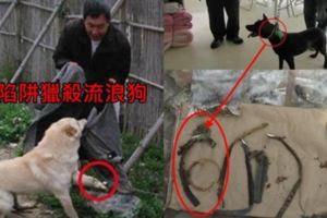 苗栗叔姪好心「假領養」20隻浪浪...竟以一隻300賣去台中屠宰！黑心肉恐不小心吃下肚.