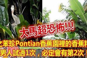 大馬超恐怖!苯珍香蕉園裡的香蕉精,男人試過1次，必定會有第2次!