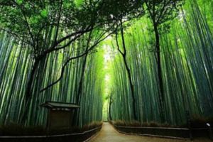 京都嵐山景點、交通都在這