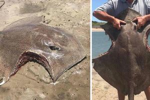 豹紋大魟魚被咬出「香奈兒」傷口，網友猜測凶手應該是「牠」，讓人忍不住毛骨悚然！
