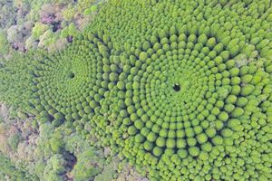 空拍「樹林怪圈」以為外星人降臨日本　走進森林才曝光「半世紀計畫」