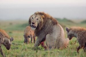 超熱血的動物界友誼！雄獅「被20隻鬣狗圍攻」眼看性命不保，好友及時趕到救駕！網友：「好像電影情節！」