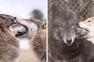 喜歡到想把愛人吃下去？狼會用「一口吞」表達愛意　看到人類「整個頭消失」忍不住噴笑！