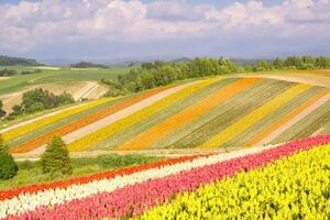 去北海道，帶著浪漫情懷去體驗每一場旅行吧