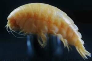 世界最深海溝發現「神秘新物種」　腹中滿滿塑膠被名為「塑膠蝦」
