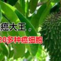 很多人都不知道這水果是抗癌大王，能抑制20多種癌細胞