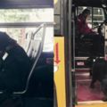 這隻狗狗每天都會自己「搭公車」去公園玩…超機靈舉動的主因全都來自主人的一根菸！