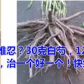 膝蓋疼痛難忍？30克白芍，12克甘草，農村土方，治一個好一個！快給家人存