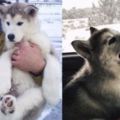 他好心救了一隻受困暴風雪的小狗狗，沒想到3年後他竟獲得獨一無二的禮物！