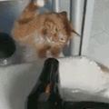 幫貓咪洗澡後吹乾，沒想到牠趁主人不注意，去偷偷打吹風機報仇！