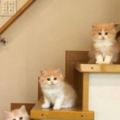 貓咪夫婦一不小心生多了，家裡的樓梯被小貓咪們佔領