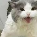 女主將貓咪騙到衛生間洗澡，當打開淋浴的那瞬間，貓咪的行為絕了