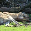 沒想到英國竟然會有爛到「3年內養什麼死什麼」的動物園，美洲虎的行為讓大家都不忍想像…