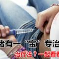 近日，瘋傳豬有一「寶」專治高血糖，是怎麼個治療法？一起看看！