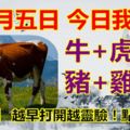 十一月五日，今日我最旺！牛+虎+龍+豬+雞+馬！【88688】越早打開越靈驗！點個贊吧！