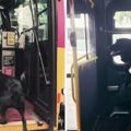 這只就是「每天都會自己去搭公車」的超聰明狗狗，還會認出目的地然後自己下車！