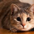 為什麼貓咪會「看到鬼」？專家決定跳出來解釋，真相完全跟你想的不一樣！