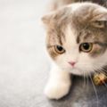 世界上十種最可愛最萌的貓咪品種，養過一隻就死而無憾了！