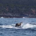 原本只是好奇這只海豹是不是踏著沖浪板學沖浪，過後得知它真正騎著的是什麼東西後覺得超驚奇啊！