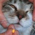 同樣都是喂貓吃藥，橘貓和其他貓的吃藥方式很不一樣