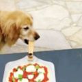 兩隻寵物狗合作烤披薩，分工明確動作嫻熟，一看就是練過的