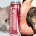 全球最小動物，寵物裡你見過可樂大小的狗狗和手掌大小的貓咪嗎？