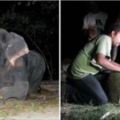 受虐50年才被救出來！大象確認重獲自由的那一刻，現場的人錯愕看著牠的反應...