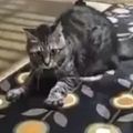 鏟屎官換了張地毯，可是看貓咪有點不對勁呢，貓咪好像瘋了