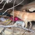 正要去洗澡愛犬卻對著地面狂吼，她制止完回頭，浴室玻璃全被震爆