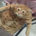 大排檔遇到一隻橘貓，朋友抱起它後，忍不住笑噴：這貓打激素了吧